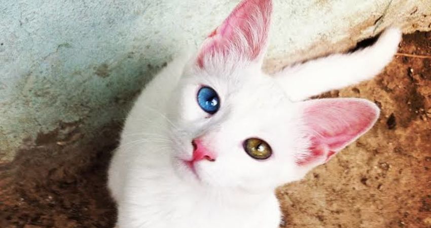 Doğu Expresi Turu (VIP-GURME)